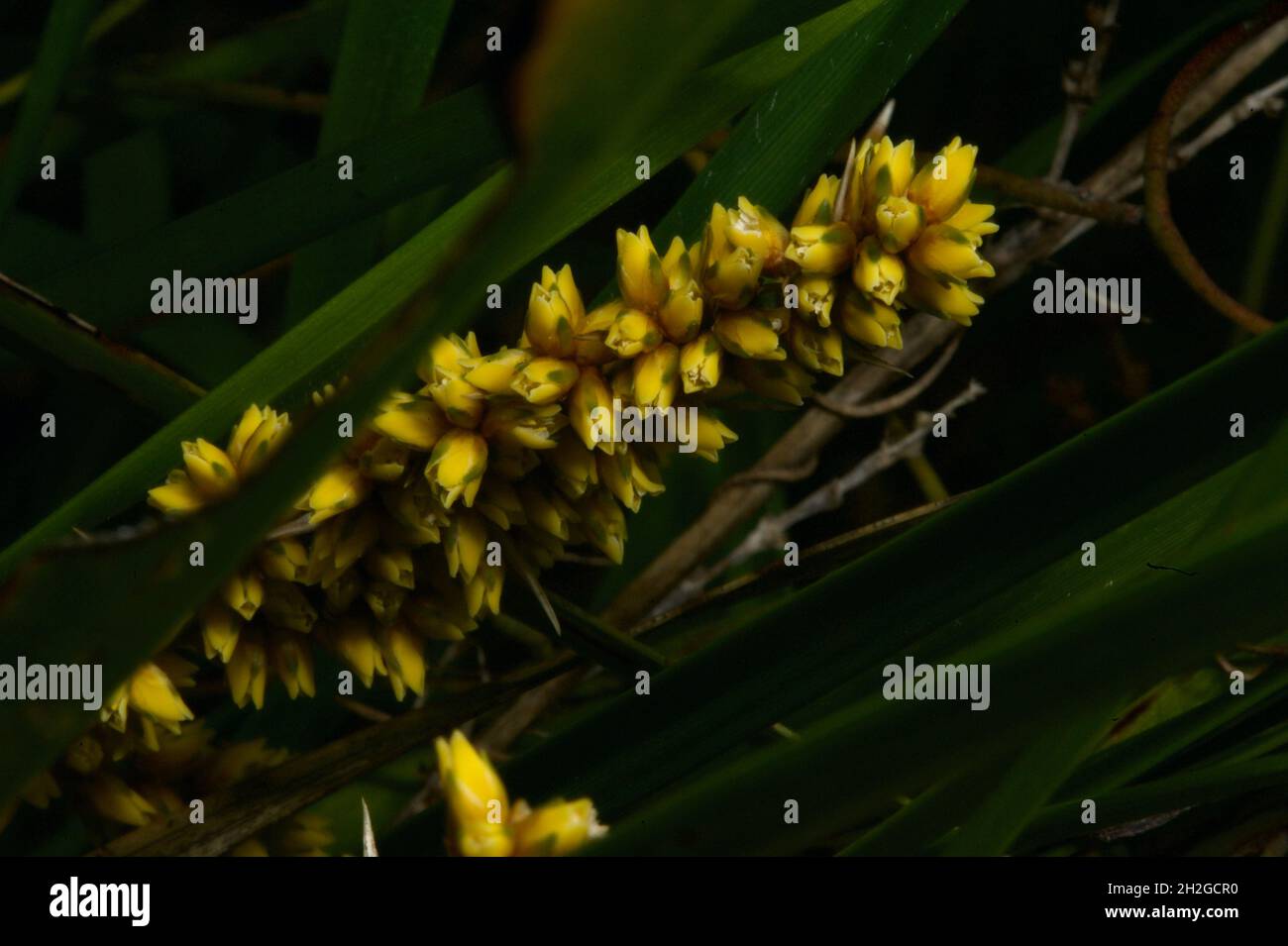 Wenn Sie Gräser zur Dekoration in einen Topf gepflanzt haben - so sehen ihre Blumen aus. Wattle Mat Rush (Lomandra filiformis) am Hochkins Ridge. Stockfoto