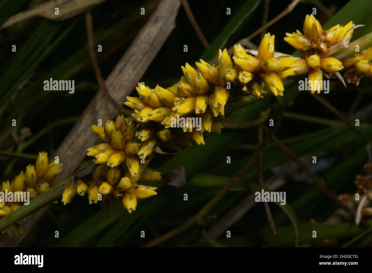 Wenn Sie Gräser zur Dekoration in einen Topf gepflanzt haben - so sehen ihre Blumen aus. Wattle Mat Rush (Lomandra filiformis) am Hochkins Ridge. Stockfoto