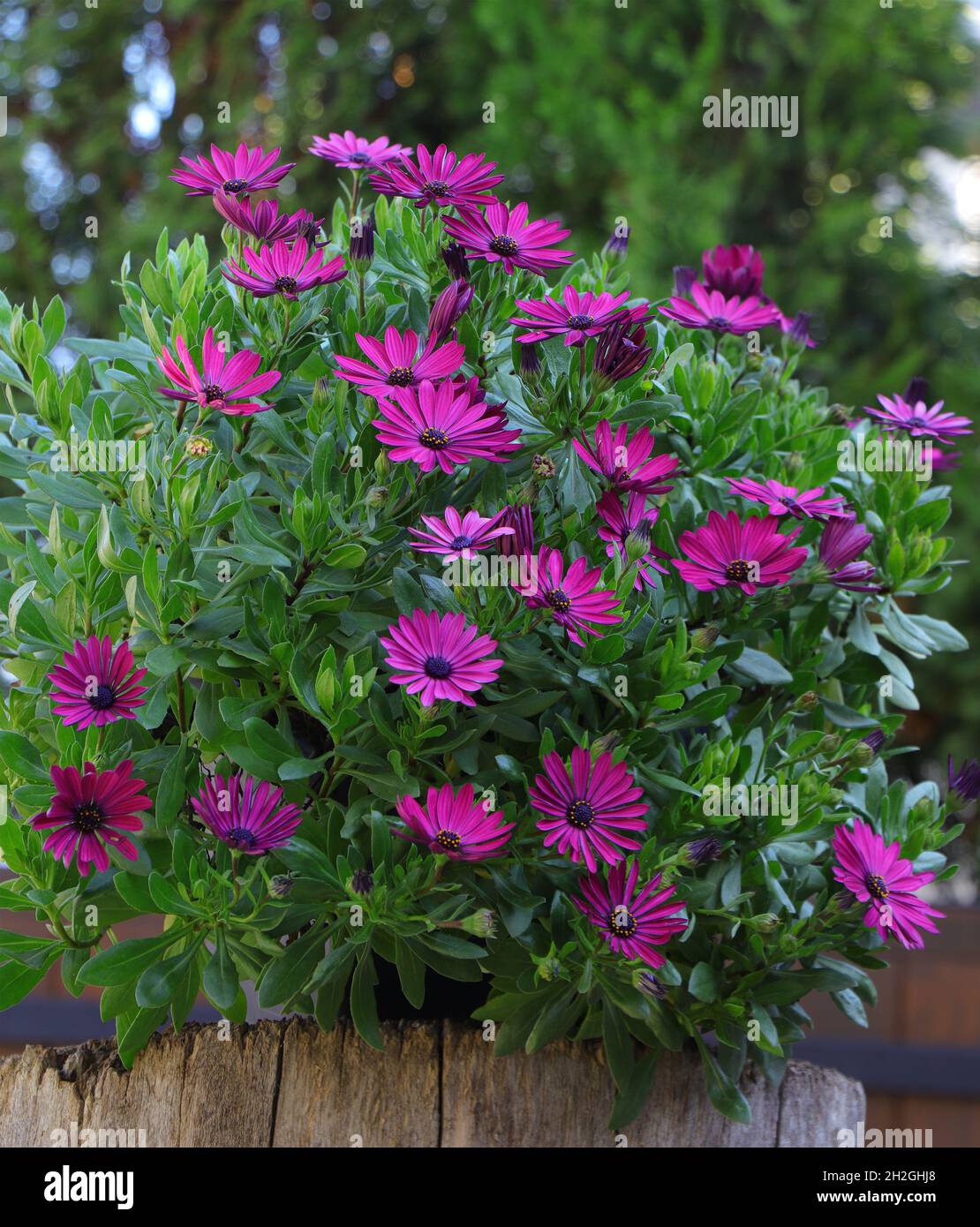 Gartenblumen Dimorphotheca ecklonis. Blühender Cape marguerite oder Van Stadens Flussdaisy Stockfoto