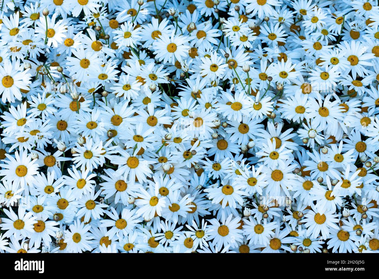 Masse von weißen Gänseblümchen Blumen ideal als natürliche Tapete Hintergrund Stockfoto