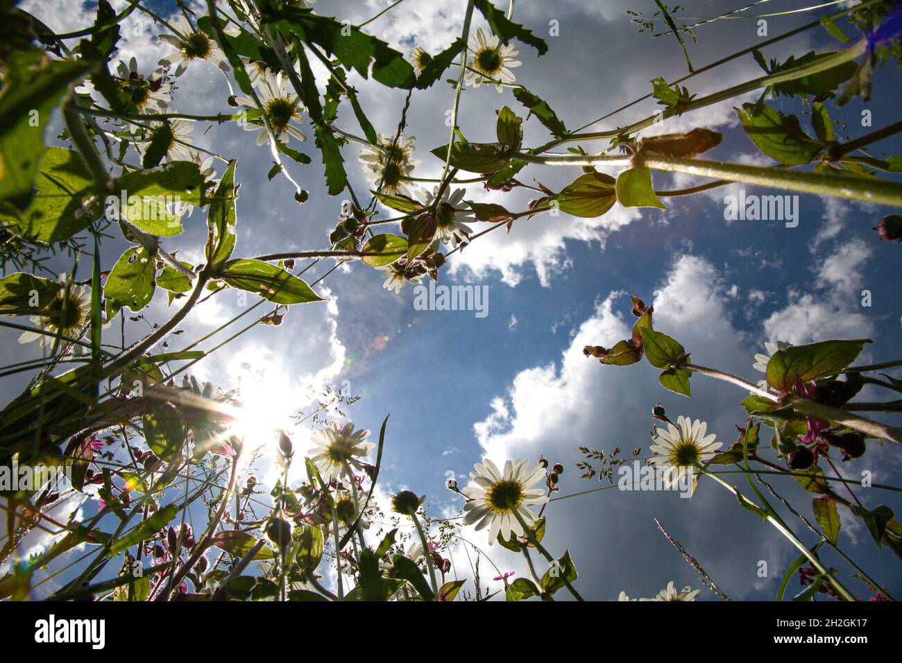Blumenwiese aus Froschperspektive mit Blick auf den Himmel Stockfoto