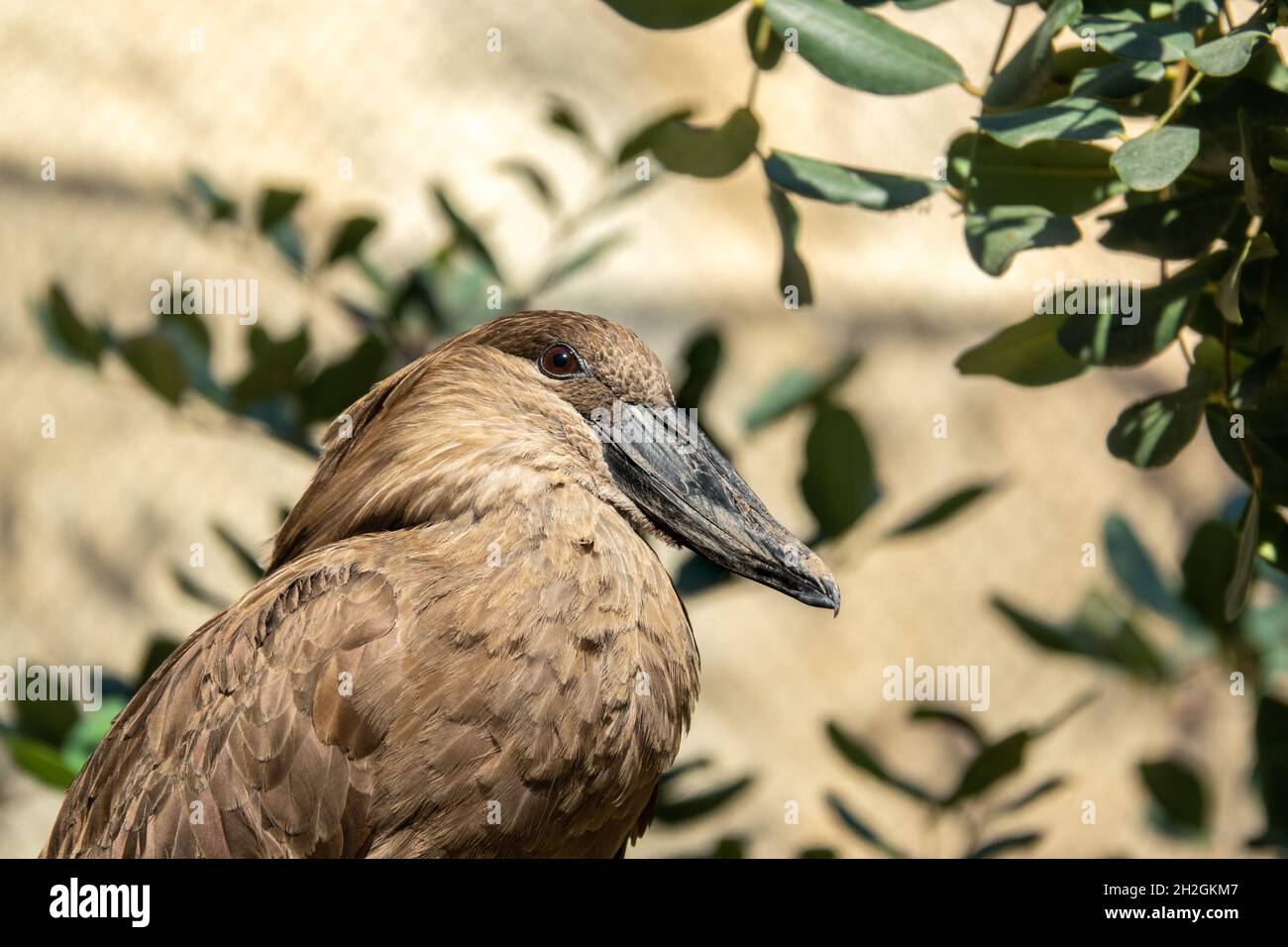 Hammerhead-Vogel, Scopus umbretta Afrikanischer Vogel, der für den Bau seiner Nester bekannt ist Stockfoto