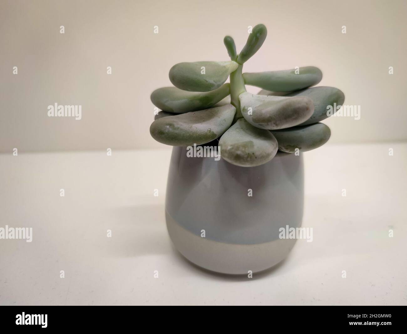 Sukkulente Pflanze namens Zuckermandelpflanze oder Mondstein (lateinisch: Pachyphytum oviferum) in einem Topf Stockfoto