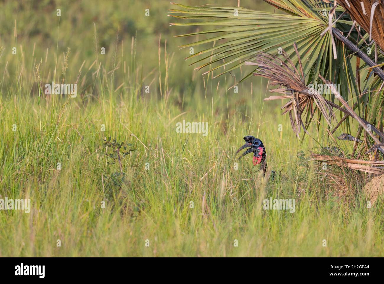Abessinischer Hornbill - Bucorvus abyssinicus, spezieller großer Vogel aus afrikanischen Savannen, Murchison Falls, Uganda. Stockfoto