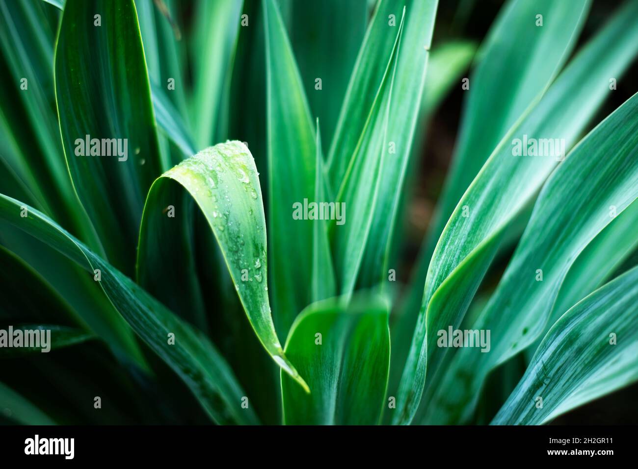 Abstraktes Muster aus tropisch grünen Blättern, üppiges Laub Hauspflanze Reed. Agave. Yucca. Stockfoto