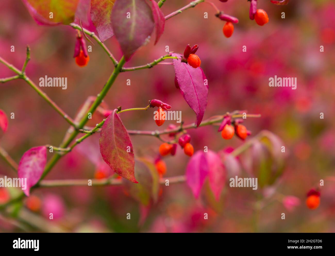 Atemberaubende Herbstfarben im Westonburt Arboretum, The National Arboretum, Tetbury, Gloucestershire, Großbritannien im Herbst - Euonymus alatus f. subtriflorus Stockfoto