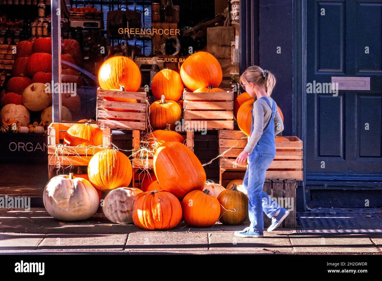 Junge Person, die in einem Lebensmittelgeschäft im Norden Londons in Großbritannien Kürbisse kauft, um sich auf das Halloween-Festival vorzubereiten Stockfoto