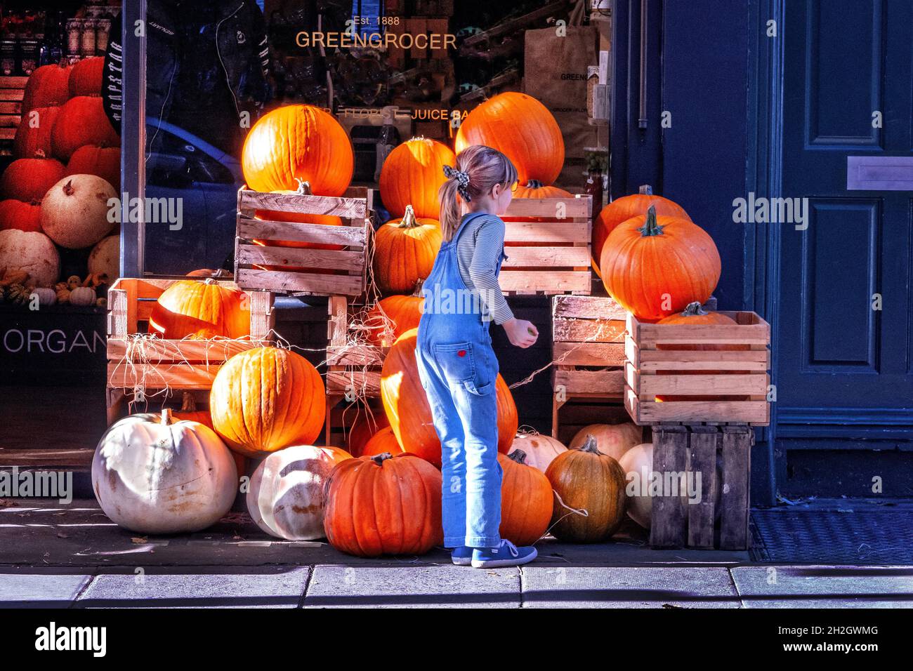 Junge Person, die in einem Lebensmittelgeschäft im Norden Londons in Großbritannien Kürbisse kauft, um sich auf das Halloween-Festival vorzubereiten Stockfoto