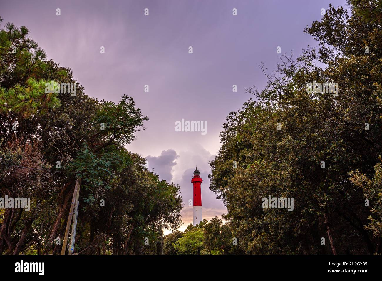 Leuchtturm von La Coubre, im Küstenwald, charente Maritime, Frankreich Stockfoto