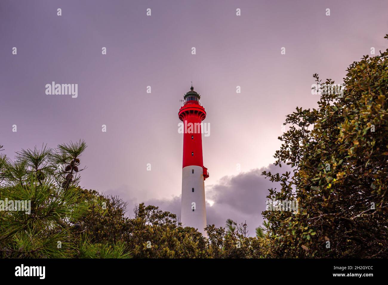 Leuchtturm von La Coubre, im Küstenwald, charente Maritime, Frankreich Stockfoto