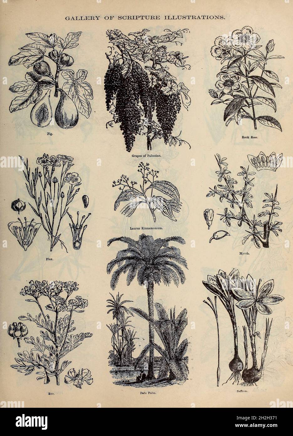 Alte Abbildungen Von Pflanzen Stockfotos und -bilder Kaufen - Alamy