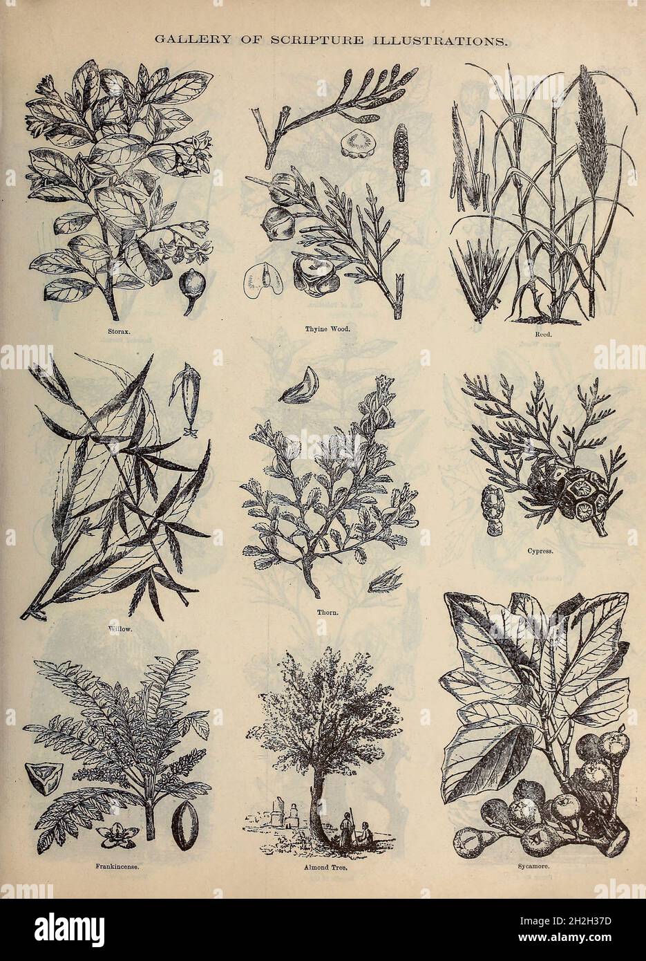 Alte pflanzenstiche -Fotos und -Bildmaterial in hoher Auflösung – Alamy