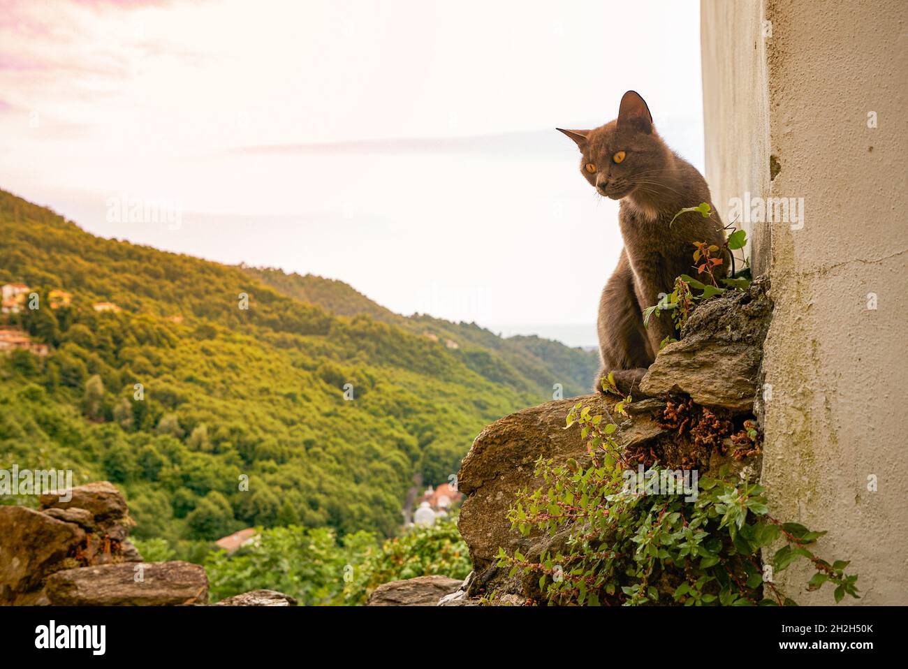 Eine Katze in den Bergen. Stockfoto