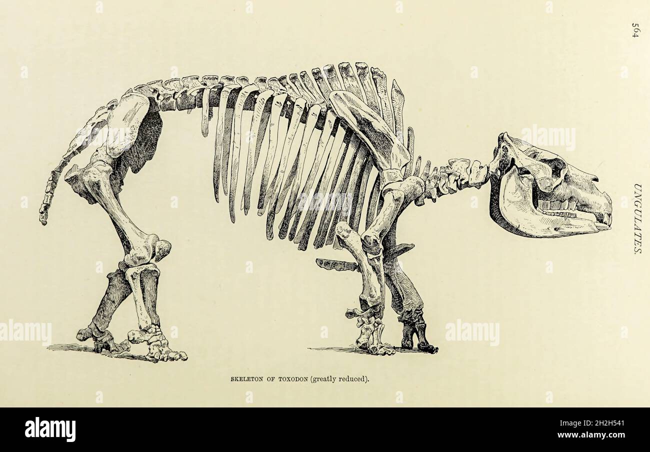 Skelett eines Toxodons eine ausgestorbene Gattung südamerikanischer Säugetiere vom späten Miozän bis zu frühen Holozän-Epochen (Mayoan bis Lujanian in der SALMA-Klassifikation) (vor etwa 11.6 Millionen bis 11,000 Jahren). Sie ist Mitglied von Notoungulata, einer von mehreren inzwischen ausgestorbenen Ordnungen von hufigen Säugetieren, die in Südamerika beheimatet sind und sich von lebenden Perissodaktylen und Artiodaktylen unterscheiden. Es gehörte zu den größten und letzten Mitgliedern seiner Ordnung und war wahrscheinlich das häufigste große Hufsäugetier seiner Zeit in Südamerika. Aus dem Buch ' Royal Natural History ' Band 2 herausgegeben von Richard Lydekker, Veröffentlicht in Lo Stockfoto
