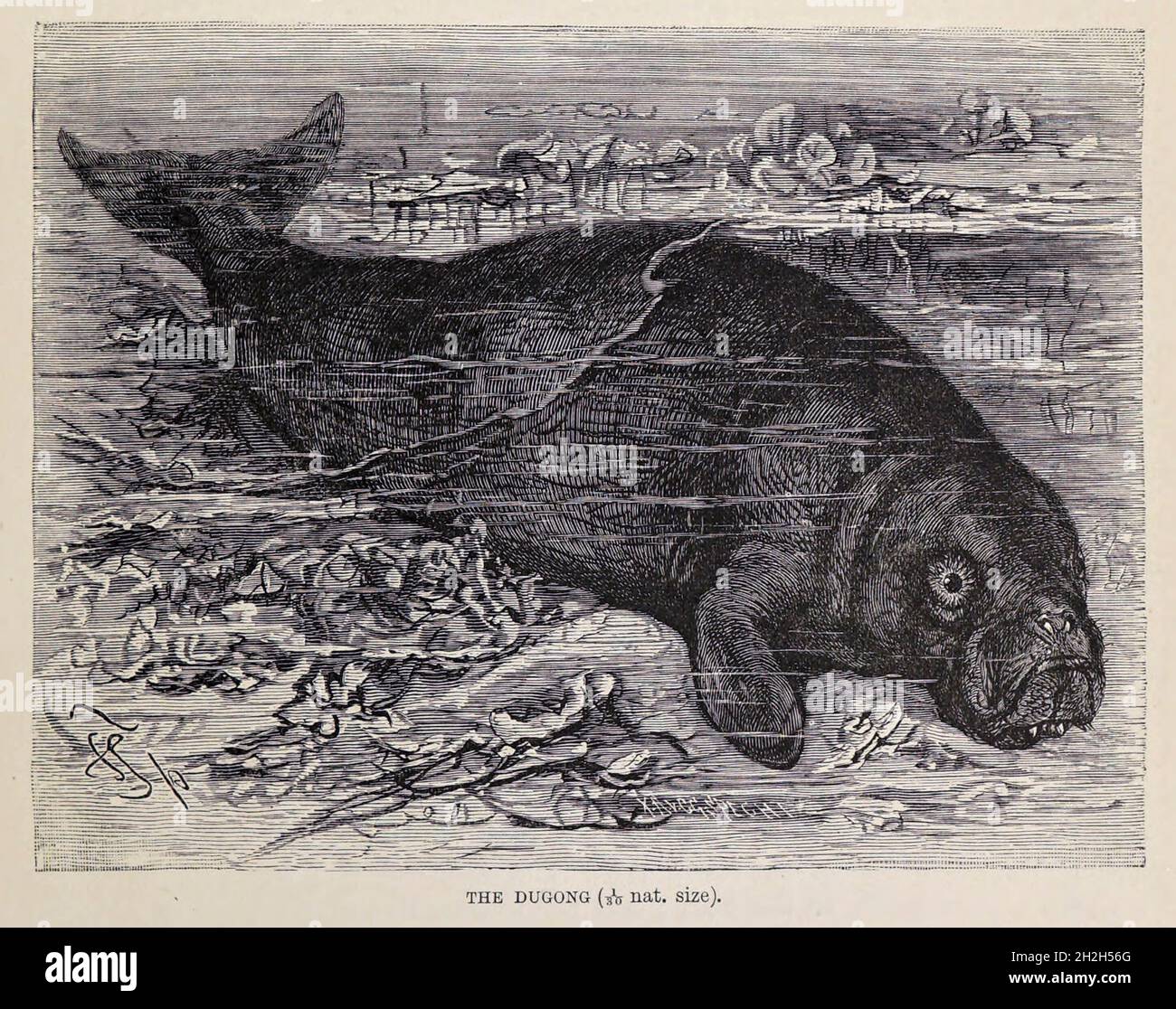 Das Dugong (Dugong Dugon) ist ein Meeressäuger. Es ist eine von vier lebenden Arten der Ordnung Sirenia, die auch drei Arten von Seekühen umfasst. Sie ist der einzige lebende Vertreter der einst vielfältigen Familie Dugongidae; ihre nächste moderne Verwandte, die Steller-Seekuh (Hydrodamalis gigas), wurde im 18. Jahrhundert aussterben lassen. Aus dem Buch ' Royal Natural History ' Band 2 herausgegeben von Richard Lydekker, veröffentlicht in London von Frederick Warne & Co im Jahr 1893-1894 Stockfoto