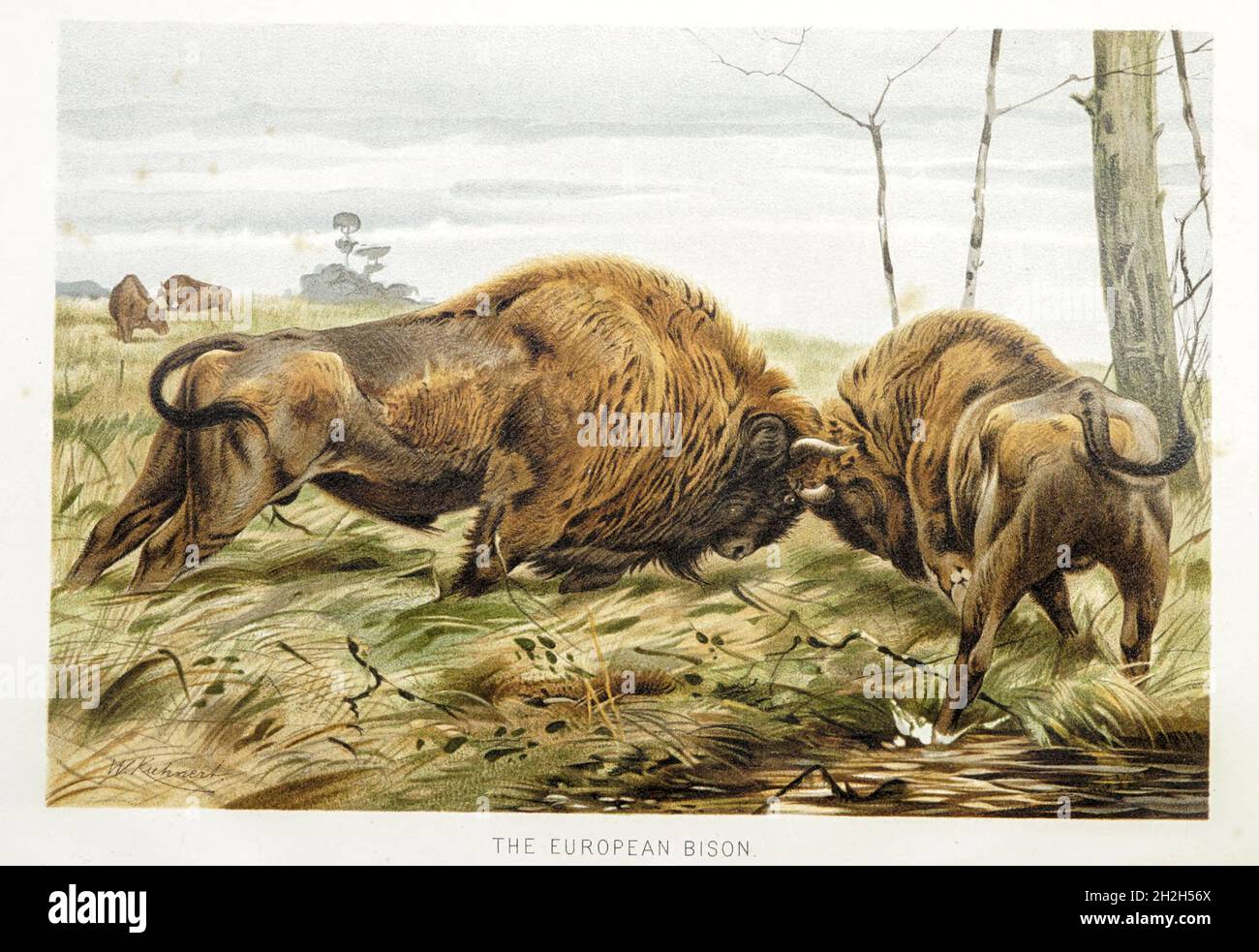 Der Europäische Bison (Bison bonasus) oder der Europäische Holzbison, auch bekannt als der Wisent oder Zubr oder umgangssprachlich der europäische Büffel, ist eine europäische Art von Bison. Aus dem Buch ' Royal Natural History ' Band 2 herausgegeben von Richard Lydekker, veröffentlicht in London von Frederick Warne & Co im Jahr 1893-1894 Stockfoto