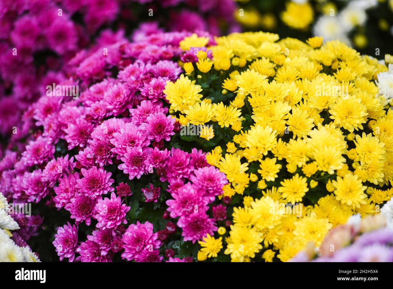 Dekorative Blumen, die zum Totenfest am 1. November in Polen verkauft wurden. Stockfoto