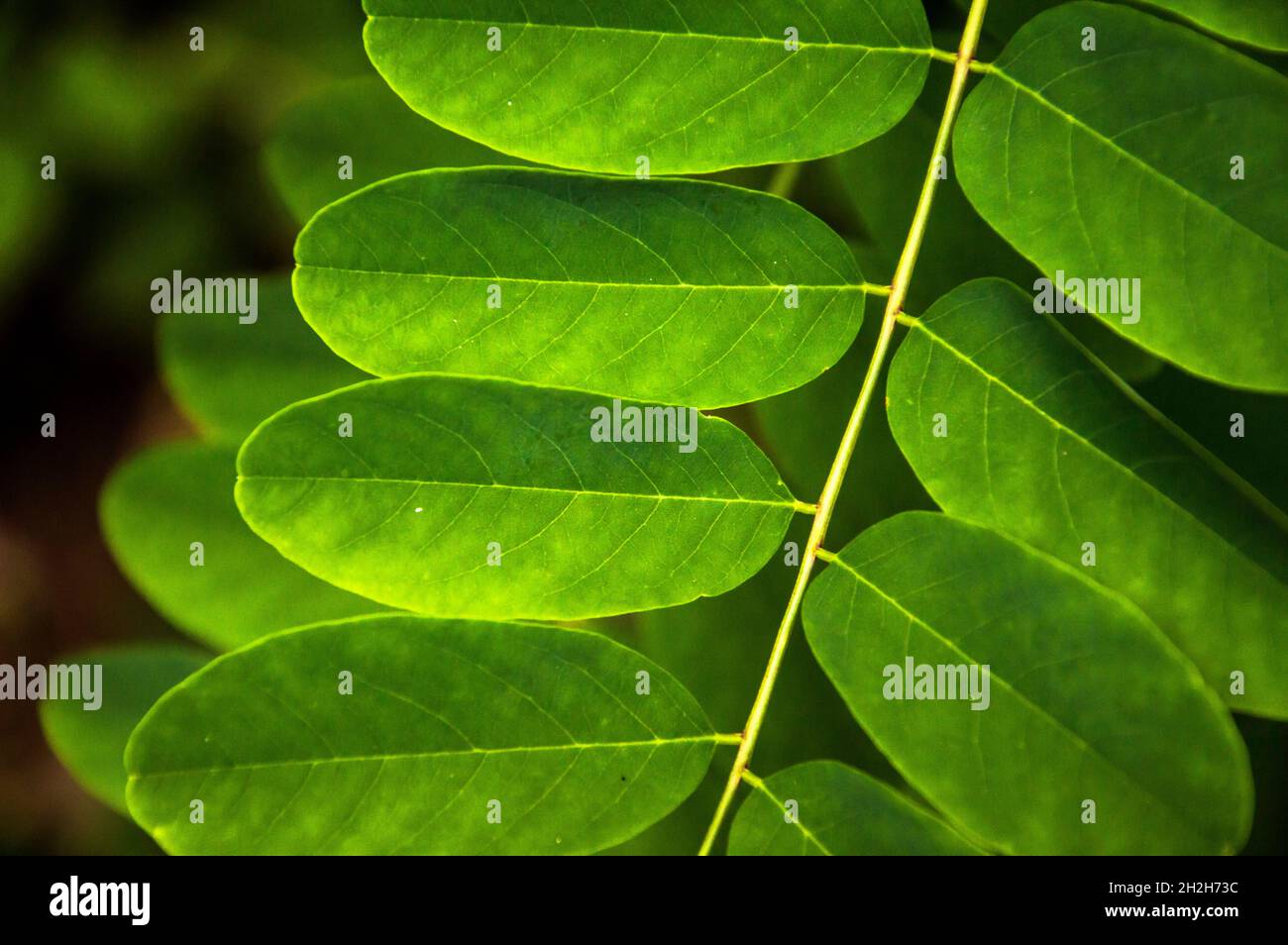 DSC0886 0; Blätter, Herbst, Nahautnahme, Grün, Hintergrund, Stockfoto