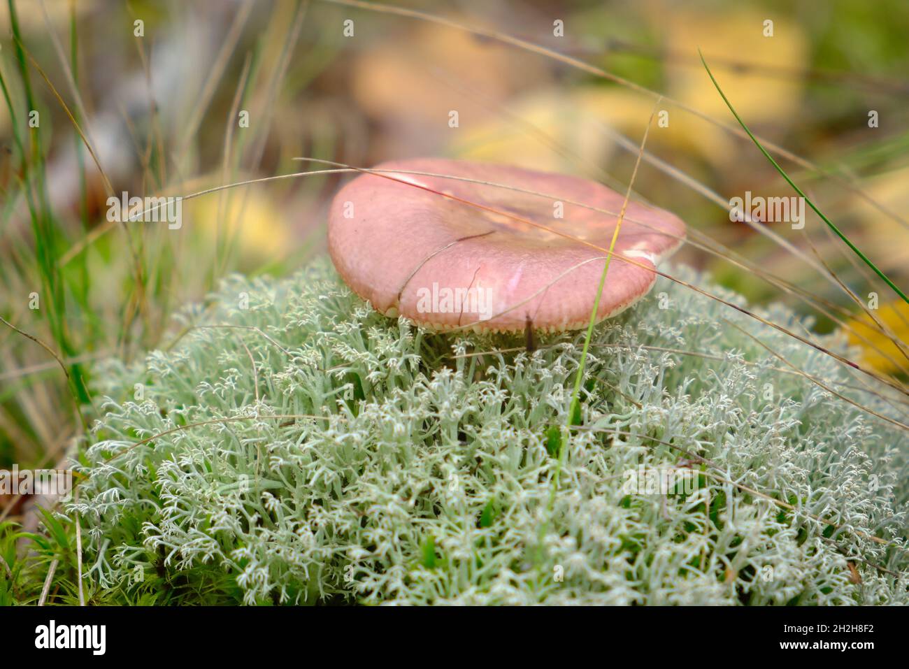 Brauner Russula-Pilz in grüner Fruchtflechte Stockfoto