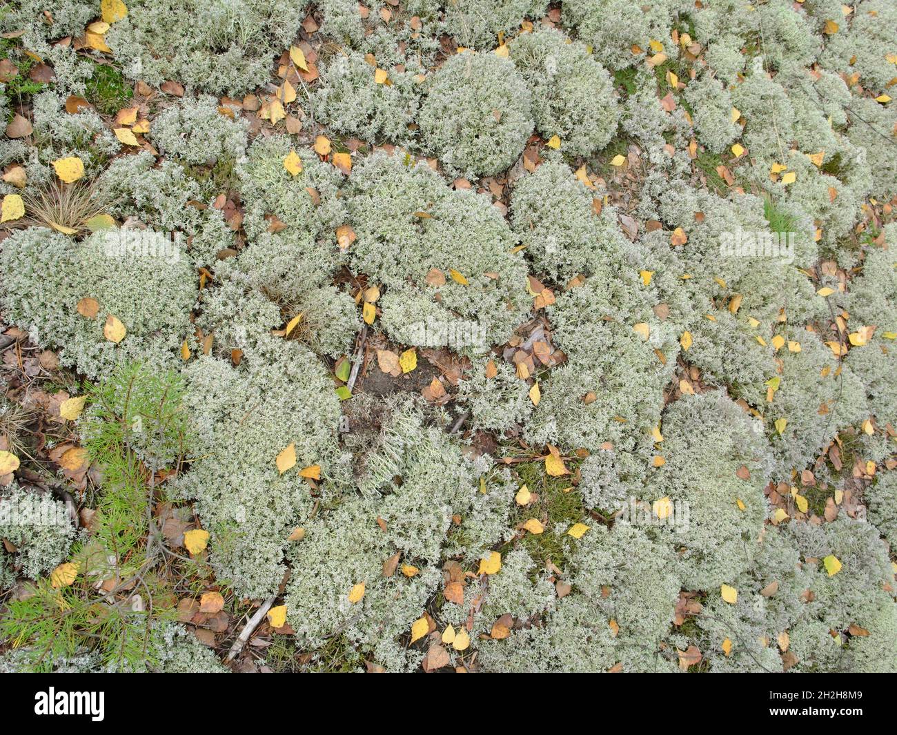 Cladonia grüne Fruchtflechte mit gelben Blättern Stockfoto
