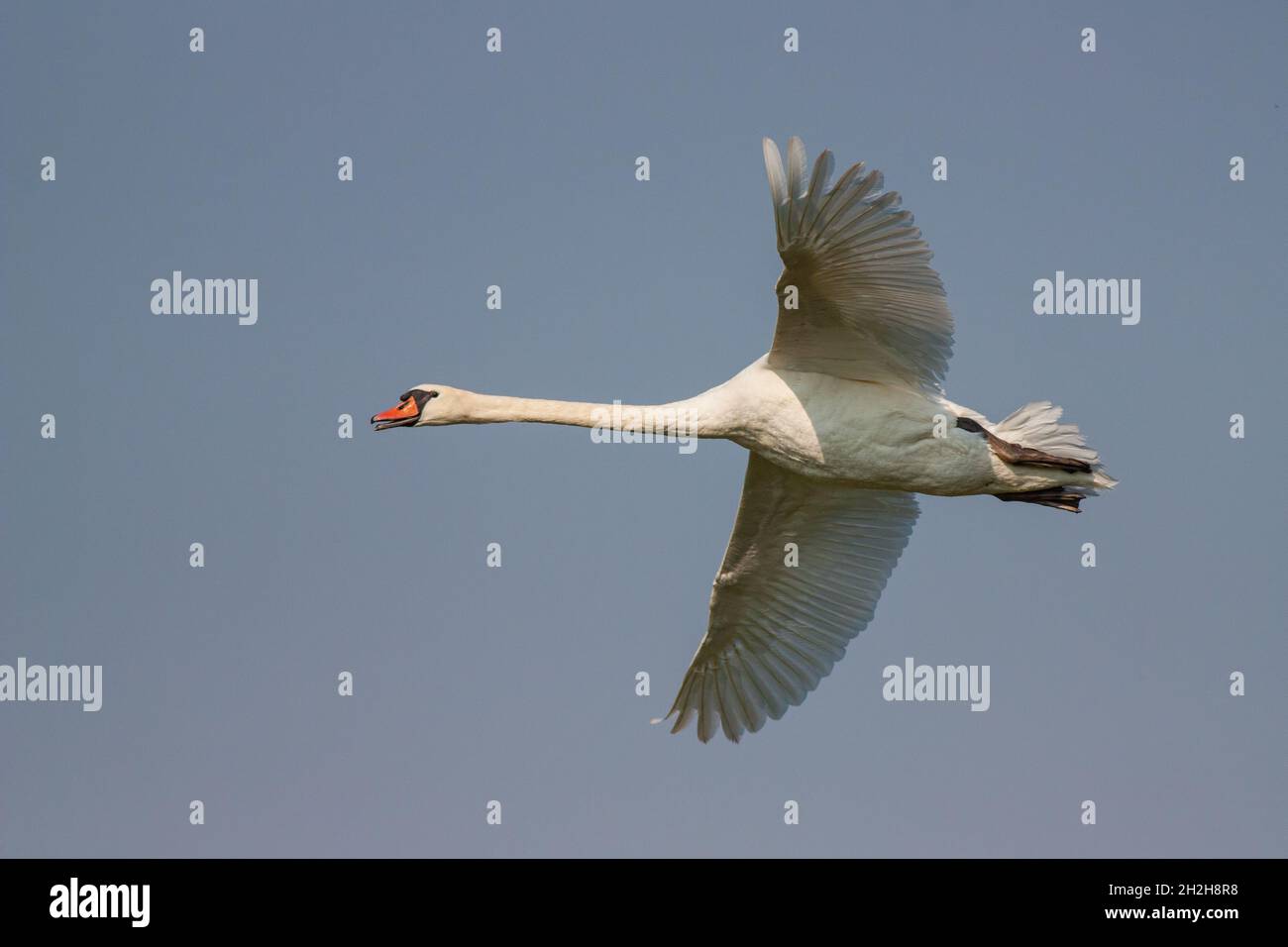 Höckerschwan Cygnus olor, im Flug Stockfoto