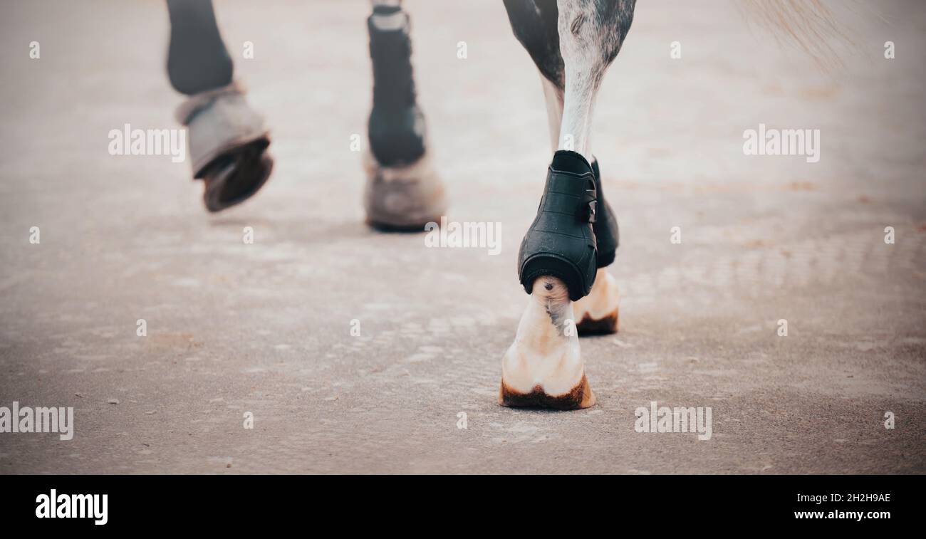 Rückansicht eines eleganten grauen Pferdes mit Bandagen an den Füßen, das mit Hufen auf den Asphalt der Straße tritt. Reitsport. Pferdesport. Stockfoto