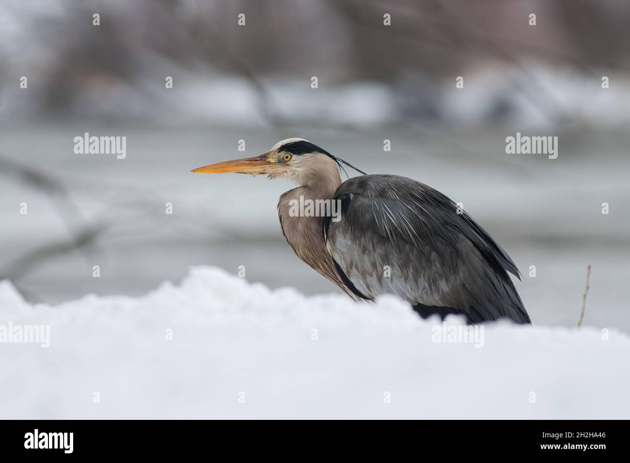 Graureiher Ardea cinerea Stockfoto