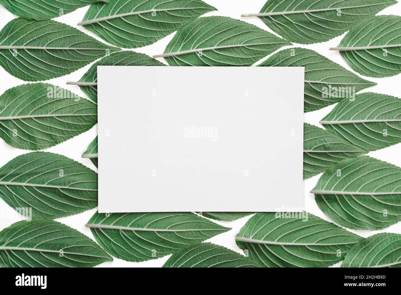 Kreative grüne Ananas Salbeiblatt-Muster auf weißem Papier Hintergrund. Flach liegend Stockfoto