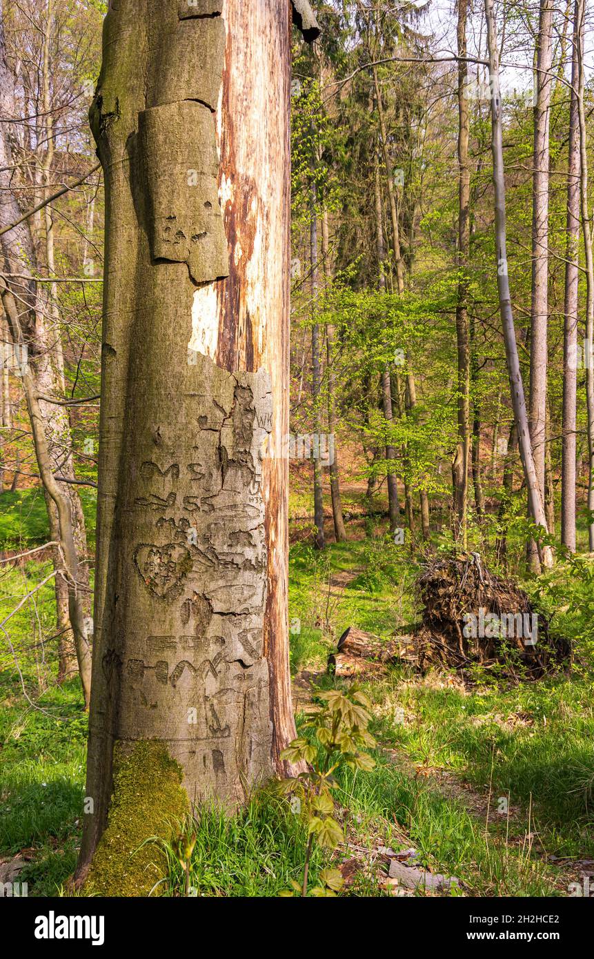 Seifersdorfer Tal, Wachau, Sachsen, Deutschland: Abgestorbener Baum mit beschädigter Rinde, verursacht durch Schnitzereien aus dem Jahr 1935. Stockfoto