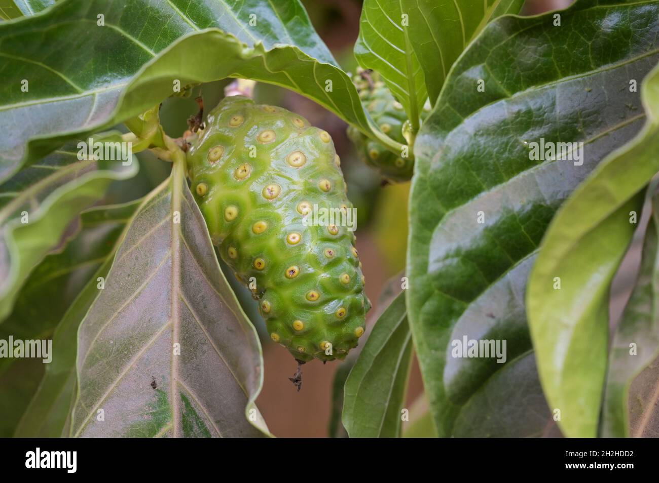 SENEGAL, Benediktinerkloster Keur Moussa, Kräutergarten, Artemisia Pflanze, Noni Fruit / Senegal, Benediktinerkloster Keur Moussa, Heilkräutergarten, Noni Frucht am Nonibaum (Morinda citrifolia L., SYN.: Morinda bracteata Roxb.) ist eine Pflanzenart aus der Gattung Morinda innerhalb der Familie der Rubigewächse. The Sure will be seinesewortern many soundheitsfördernde and helilende Wirkungen processed. Ein Wirkstoff namens Xeronin sei dafür verantwortlich. This is jedoch in the medical and pharmazeutischen Science into can. Das Einsatzspektrum des Saftes reic Stockfoto