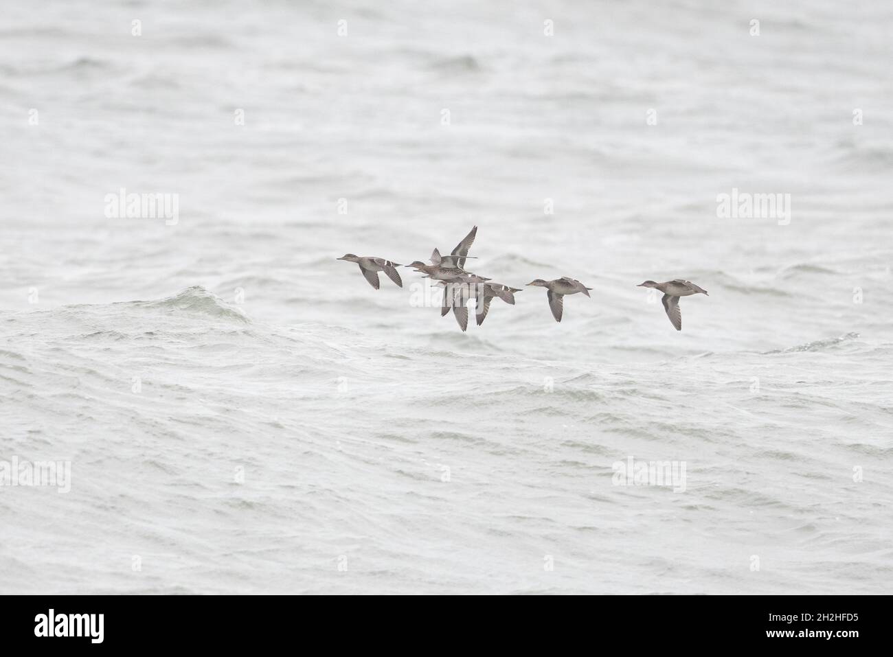 Eurasian Teal (Anas crecca) Flock fliegen nach der North Sea Cley Norfolk GB UK Oktober 2021 Stockfoto