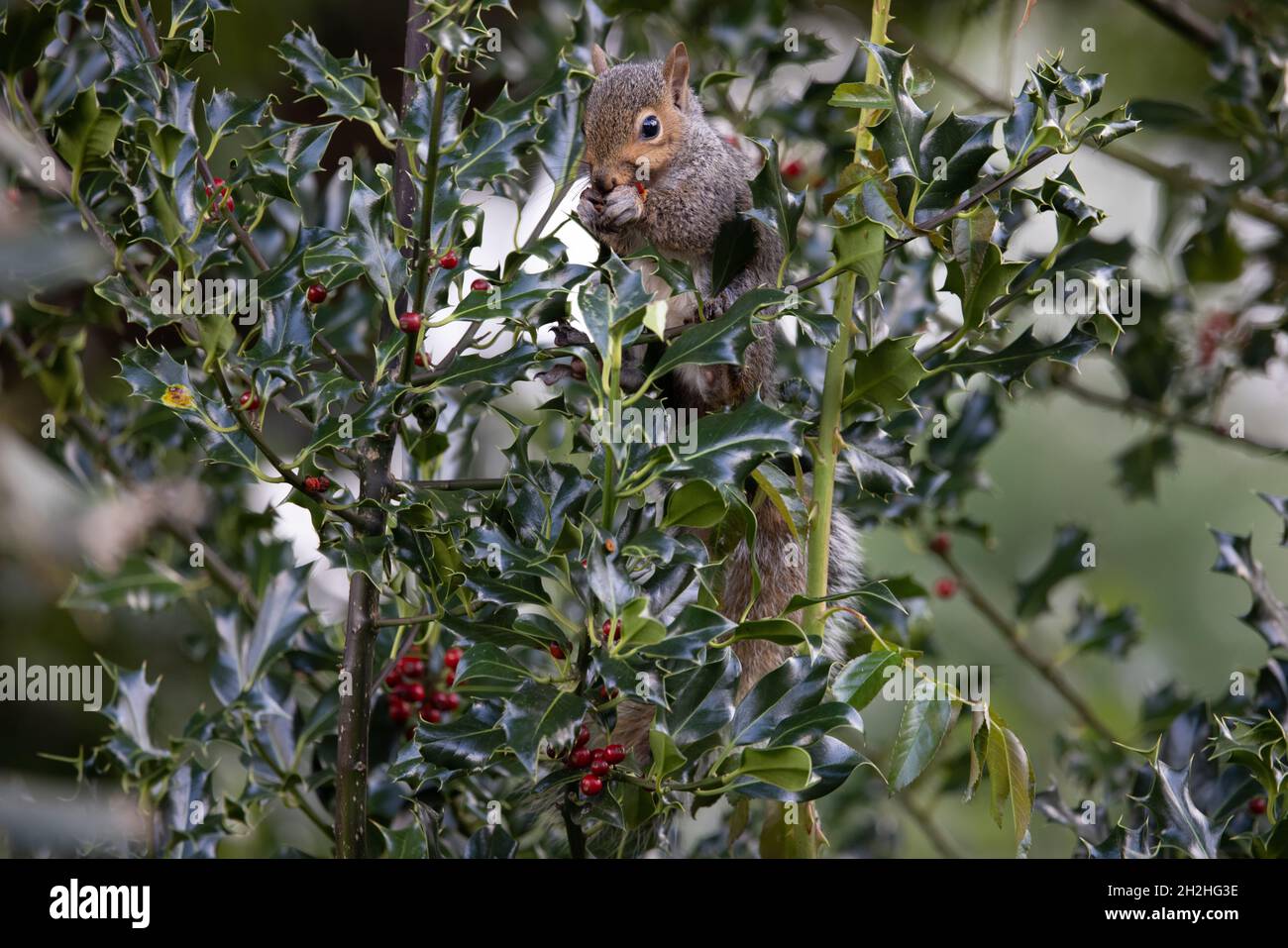 Grauhörnchen (Sciurus carolinensis) essen Holly Beeren Norwich Norfolk GB Oktober 2021 Stockfoto