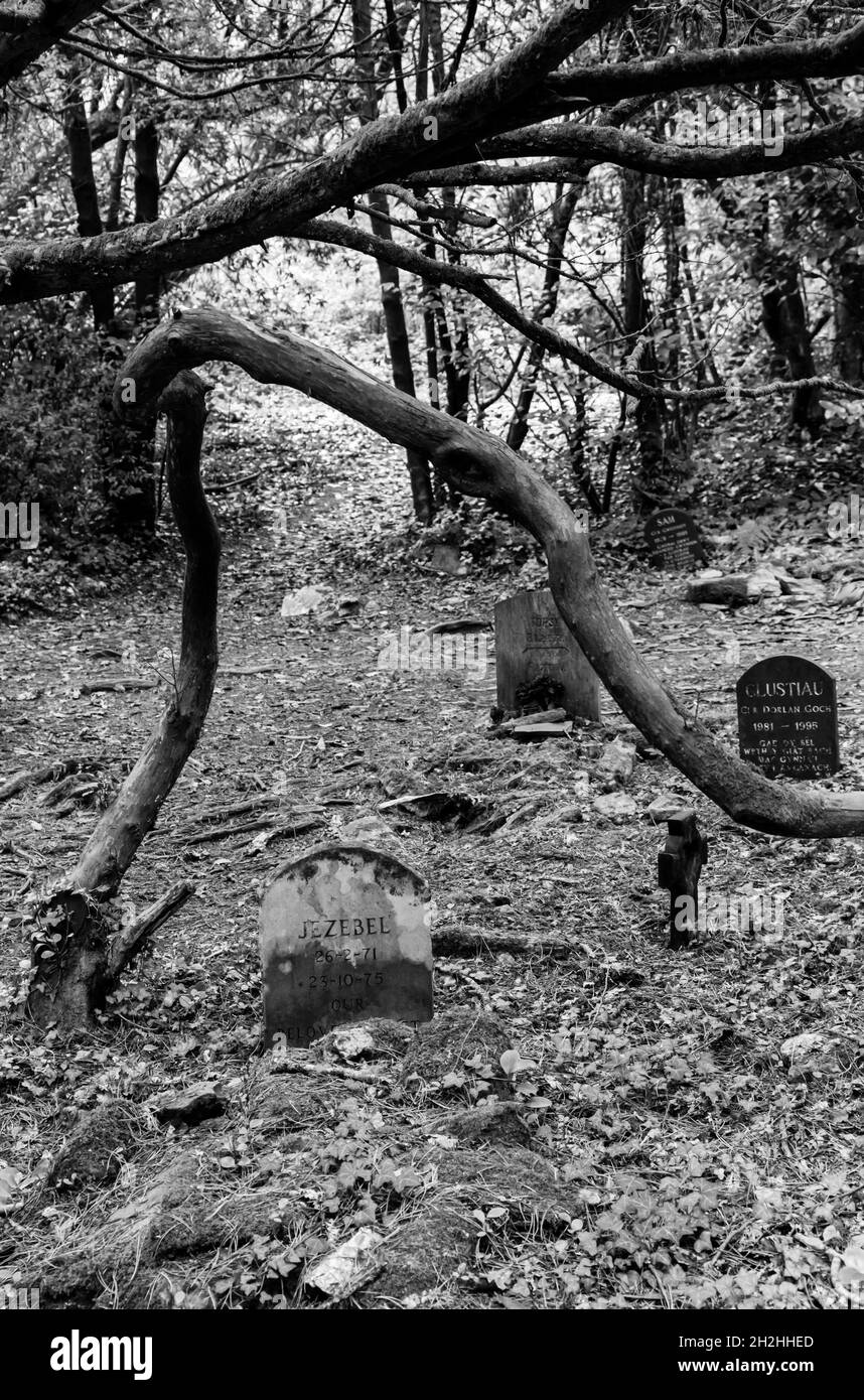 Hundegräber auf dem Hundefriedhof in Portmeirion, Gwynedd, Nordwales, Pets Cemetery Stockfoto