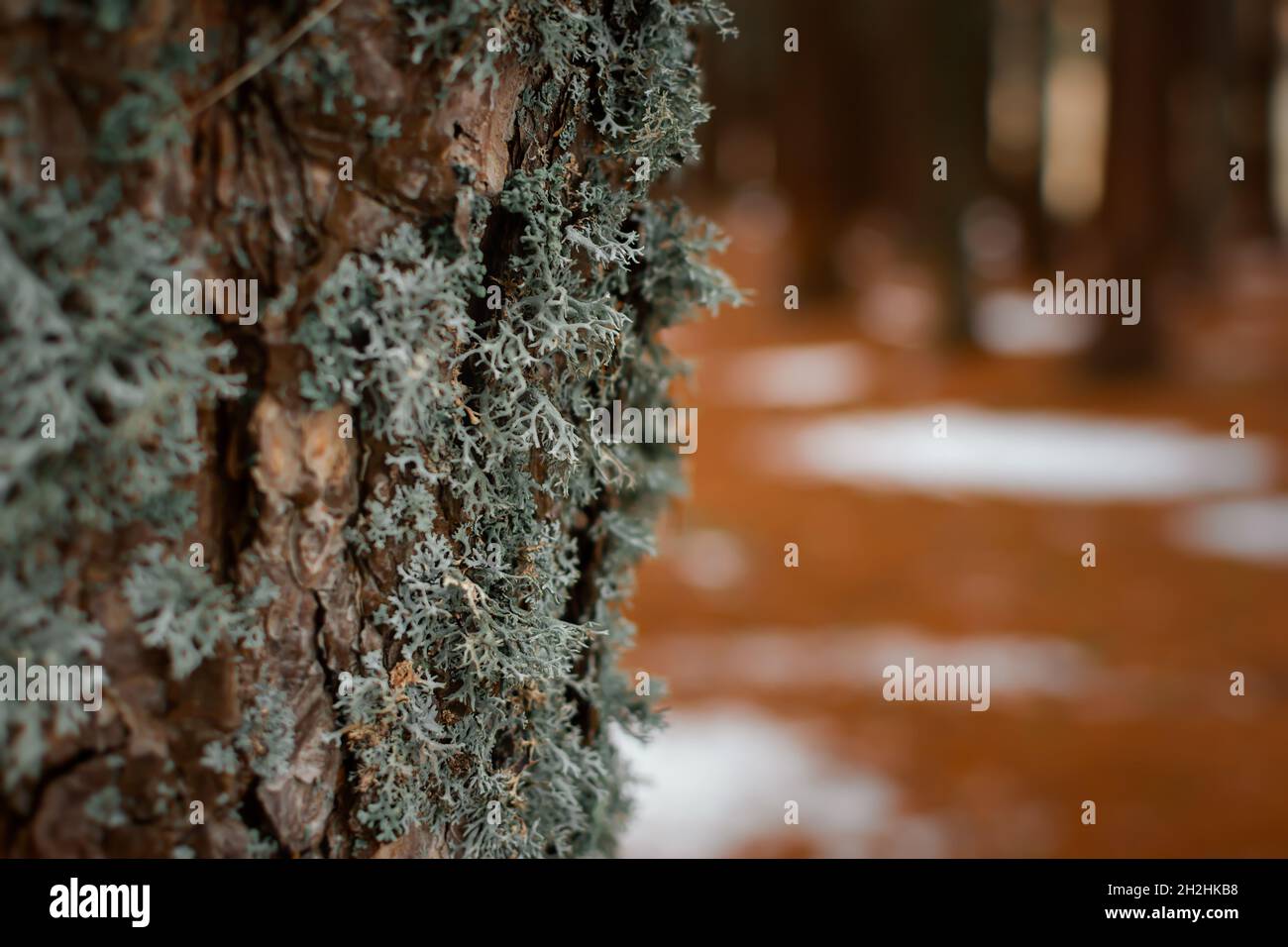 Nahaufnahme des Flechtenbaums. Graues Lichenes-Makro auf dem Stamm einer Kiefer mit einem verschwommenen Hintergrund eines Herbstwaldes. Natürliches biologisches Design mit mi Stockfoto