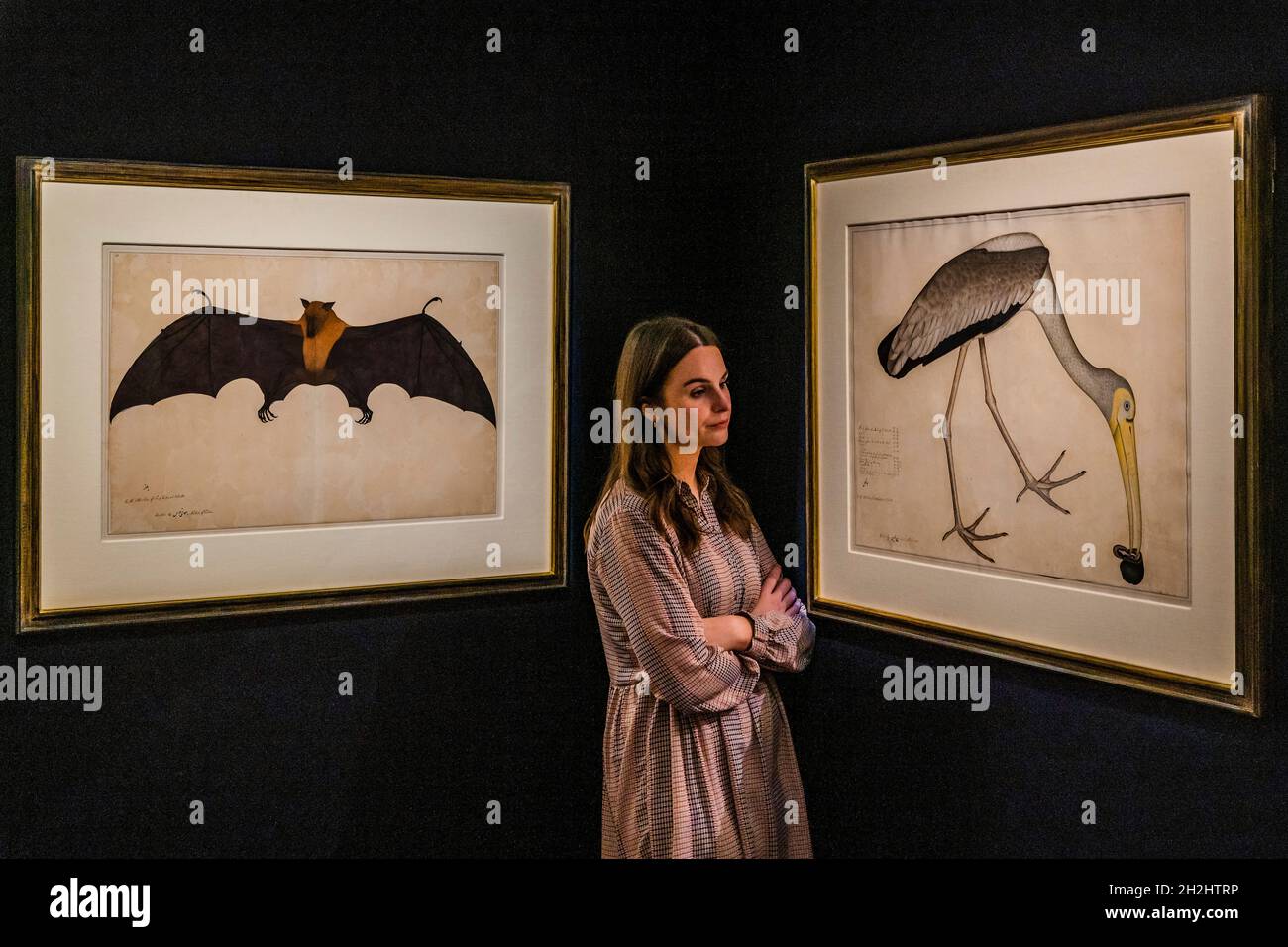 London, Großbritannien. Oktober 2021. Ein großer indischer Fruchtbat oder Flying Fox, signiert von Bhawani das, Company School, Kalkutta, um 1778-83, Schätzung: 300,000-500,000 GBP mit Einem gemalten Storch, eine Schnecke essend, (beide vom Impey Album), signiert von Shaykh Zayn al-DIN, Company School, Kalkutta, datiert 1781, Schätzung: 200,000-300,000 GBP - Eine Sammlung von Werken aus dem Verkauf „in an Indian Garden“ - Vorschau auf den Verkauf von Kunst der islamischen Welt und Indien in Sotheby's London. Über 1,000 Jahre historische Objekte, Gemälde und Manuskripte werden am 27. Oktober verkauft. Kredit: Guy Bell/Alamy Live Nachrichten Stockfoto