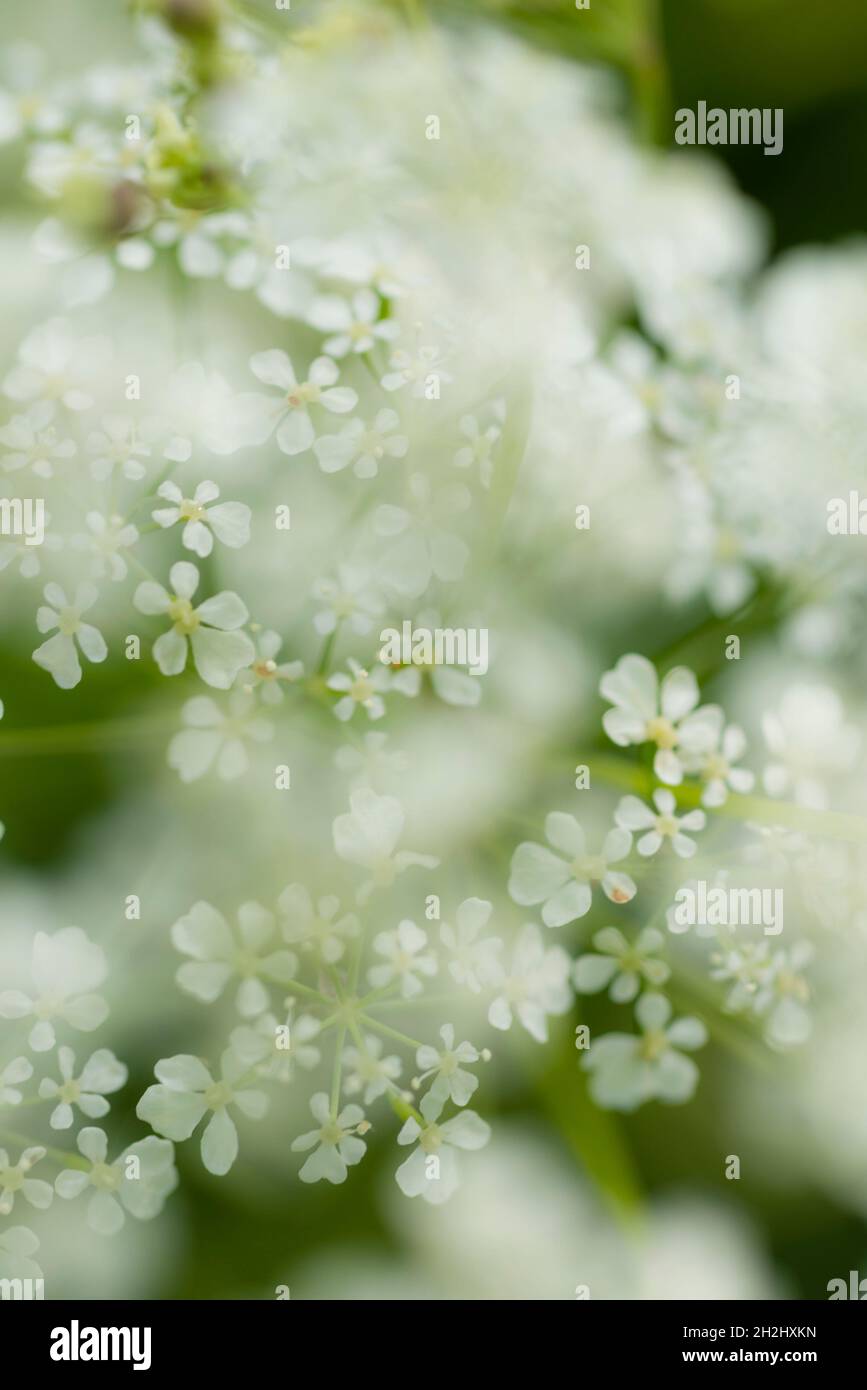 Weiß kleine 5 Blütenblätter Wildblumen in Differentialfokus, UK Stockfoto