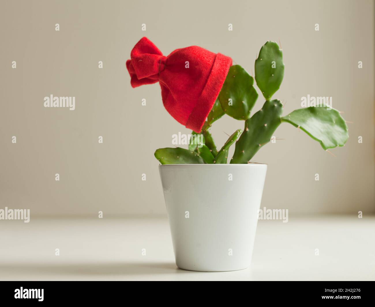 Grüner Kaktus mit rotem weihnachtshut oder Haube in weißem Topf. Lustige Blume mit Weihnachtsmann Hut verziert Stockfoto