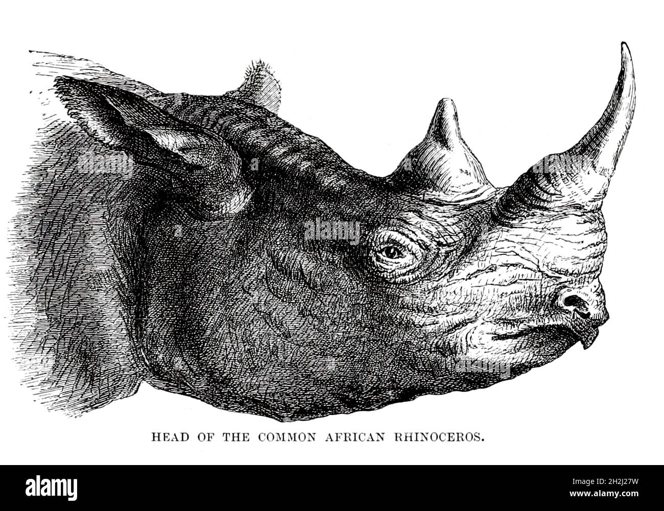 Portrait of Common African Rhinoceros aus dem Buch ' Royal Natural History ' Band 2 Herausgegeben von Richard Lydekker, Veröffentlicht in London von Frederick Warne & Co im Jahr 1893-1894 Stockfoto