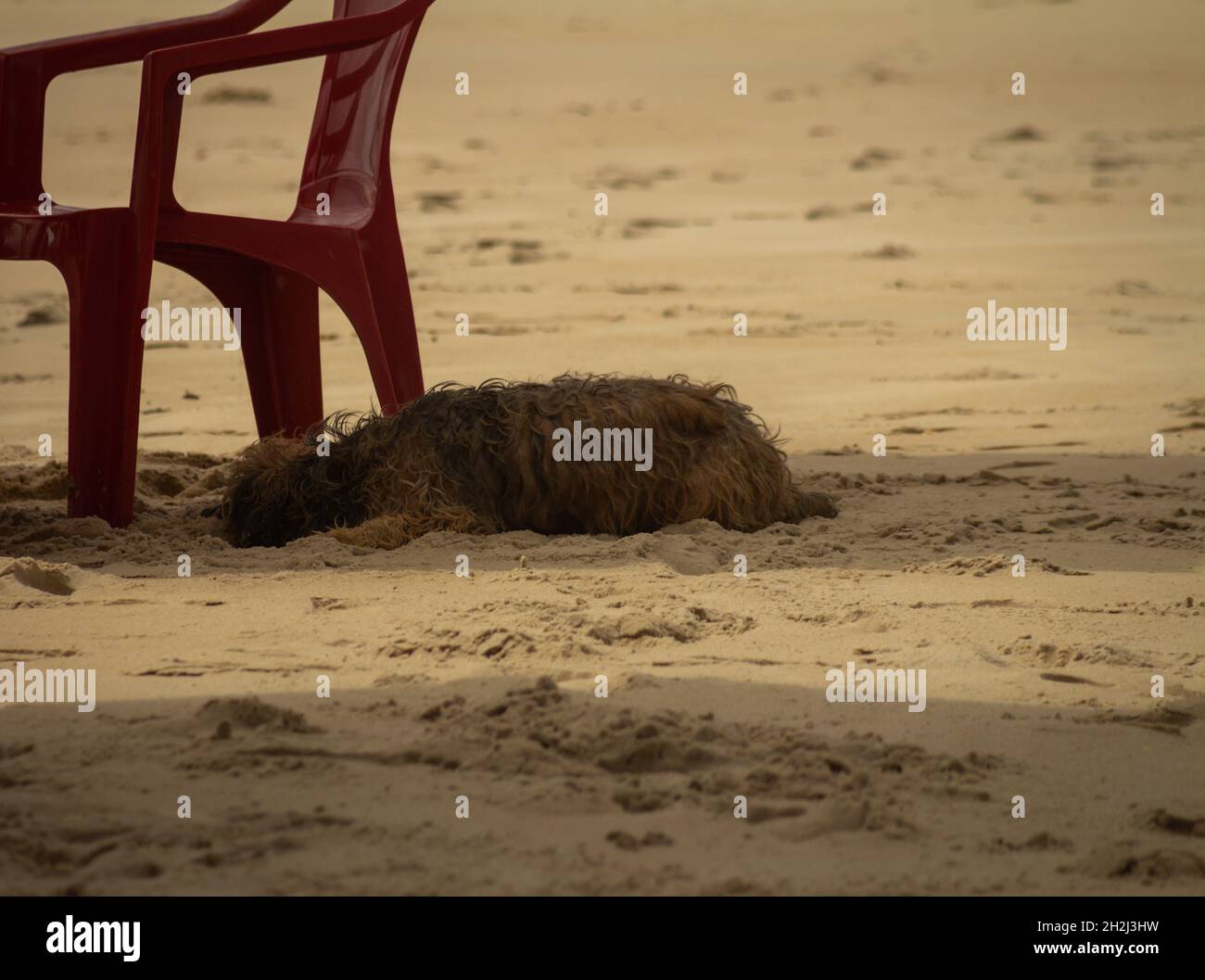Schöner verlassene Hund am Strand neben einem roten Stuhl. Tiermissbrauch im Urlaub. Verzicht auf Haustiere. Stockfoto
