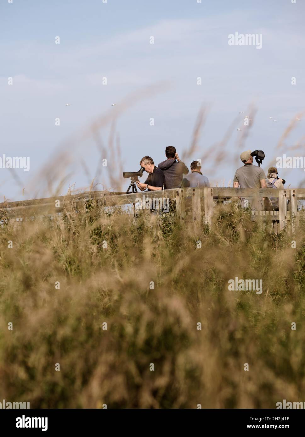 Ornithologsits - Vogelbeobachter - Vogelbeobachtung - Vogelbeobachtung - Twitcher - Vogelbeobachter mit Teleskopen und Ferngläsern in einer langen Graslandschaft versammelt Stockfoto