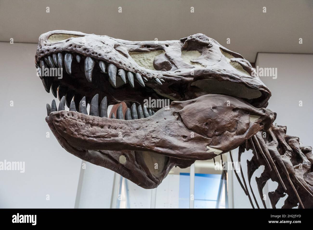 Schöne Nahaufnahme eines Tyrannosaurus rex Schädels, ausgestellt im Senckenberg Museum in Frankfurt am Main. Wie andere Diapsiden, Tyrannosaurus... Stockfoto