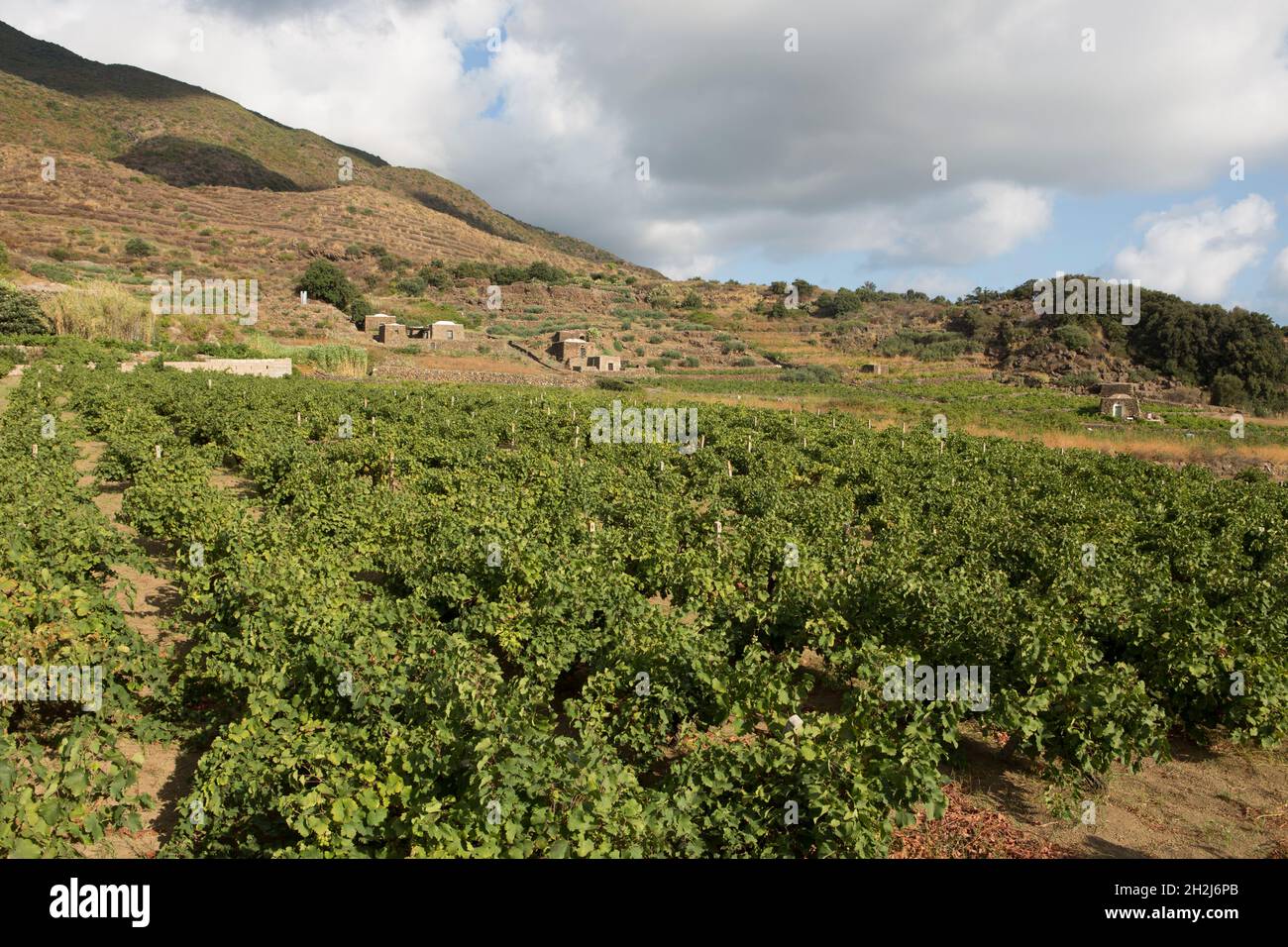 Weinberge in Ghirlanda Ebene Tal in Pantelleria Stockfoto