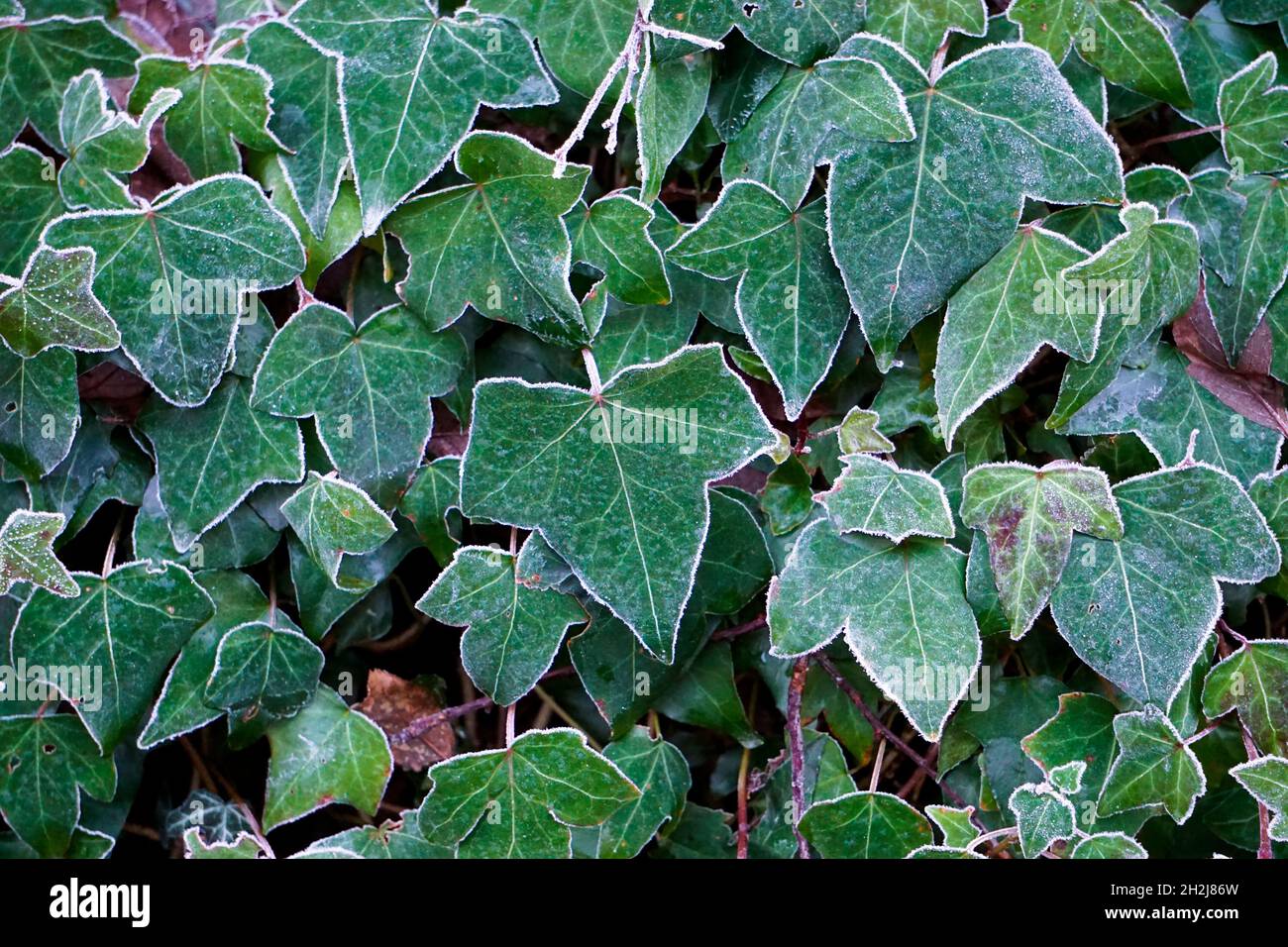 Outdoor Green Climbing Efeu, Pflanzenwand, Hedera Helix Stockfoto