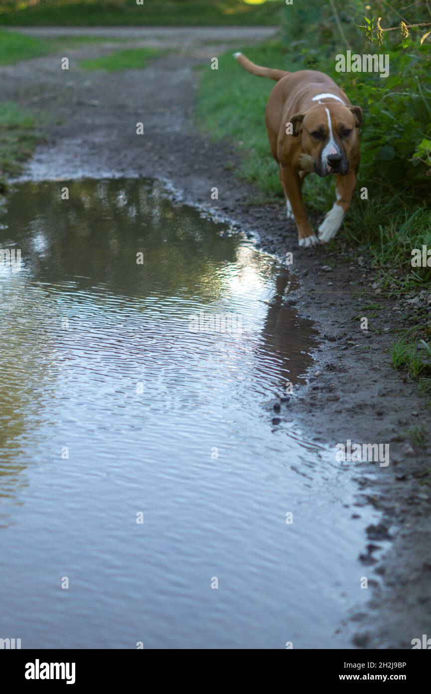 Vertikale Nahaufnahme des amerikanischen Staffordshire Terrier im Freien. Burnham, North Lincolnshire, England. Stockfoto