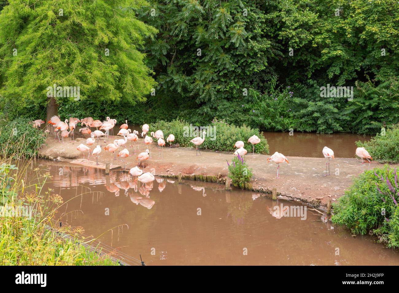 Pink Flamingos im Paignton Zoo, Devon, England, Vereinigtes Königreich. Stockfoto