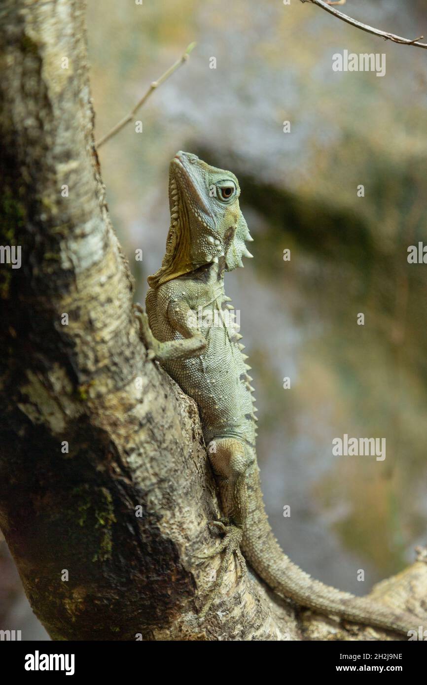 Boyd's Forest Dragon, Paignton Zoo, Devon, England, Vereinigtes Königreich. Stockfoto