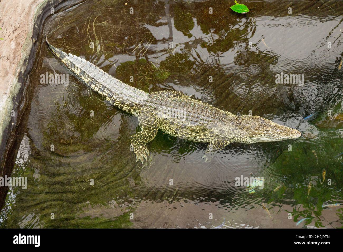 Kubanisches Krokodil Crocodylus rhombifer im Paignton Zoo, Devon, England, Vereinigtes Königreich. Stockfoto
