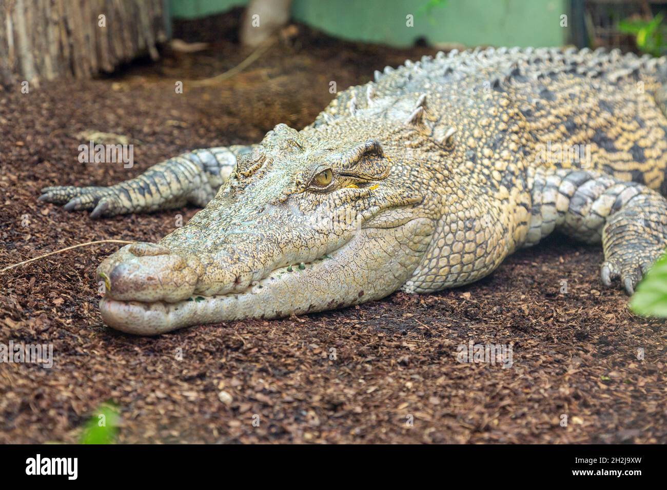 Salzwasser-Krokodil im Paignton Zoo, Devon, England, Vereinigtes Königreich. Stockfoto