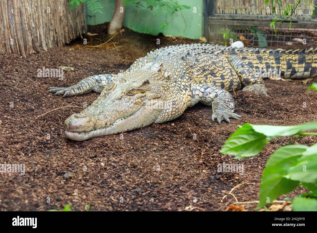 Salzwasser-Krokodil im Paignton Zoo, Devon, England, Vereinigtes Königreich. Stockfoto