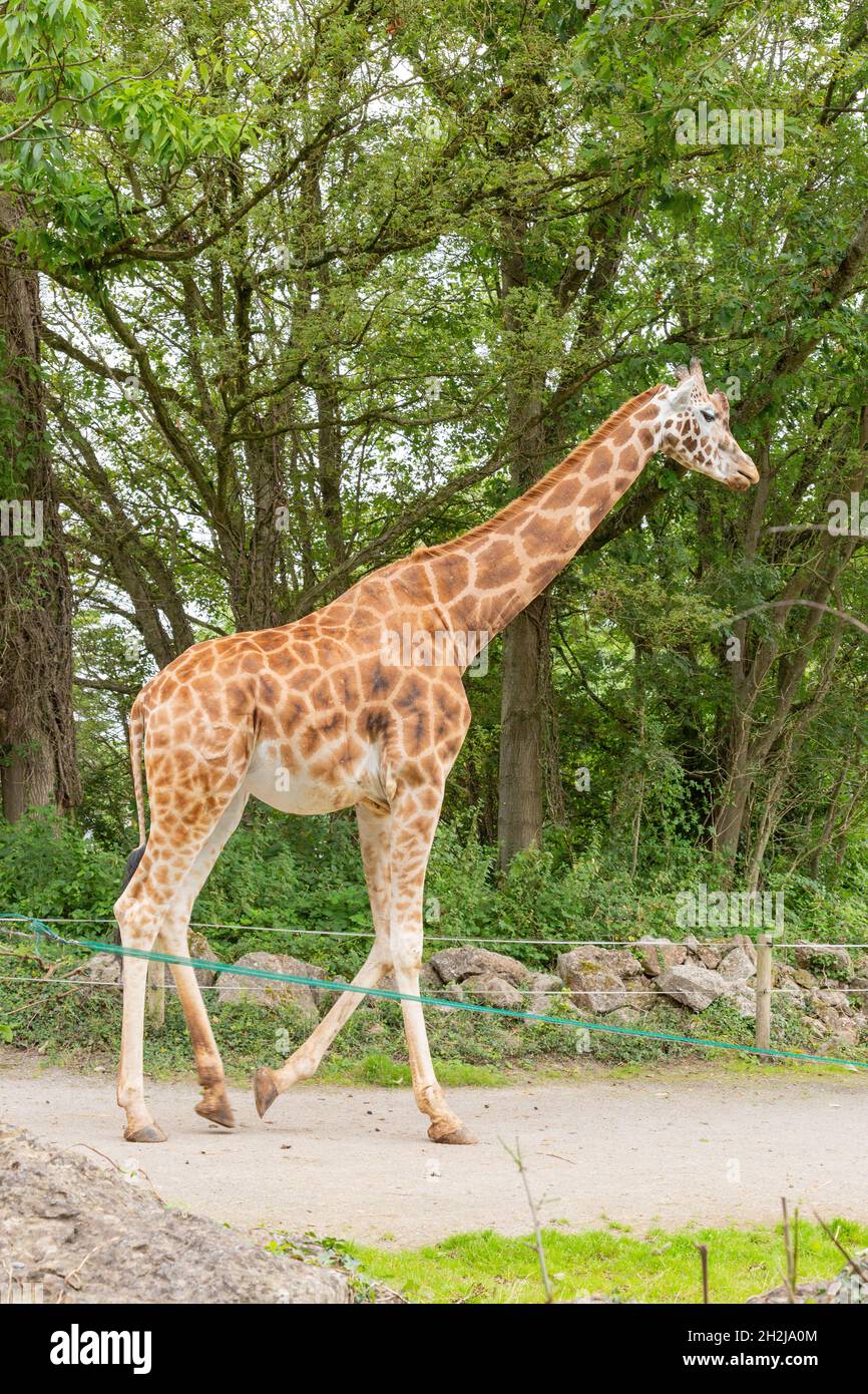 Giraffe im Paignton Zoo, Devon, England, Vereinigtes Königreich. Stockfoto